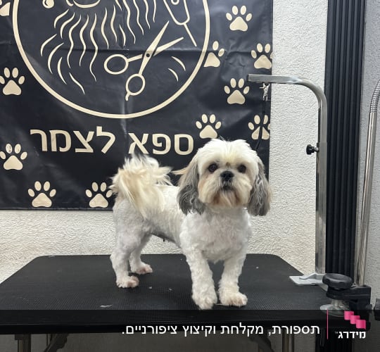 כלב על שולחן טיפוח עם שלט מספרה ברקע